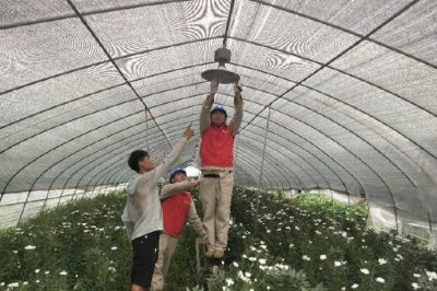 邳州市供電公司進花棚服務花農(nóng)