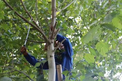 對(duì)輸配電線路開展專項(xiàng)隱患排查，集中清理低壓線路旁的超高樹木
