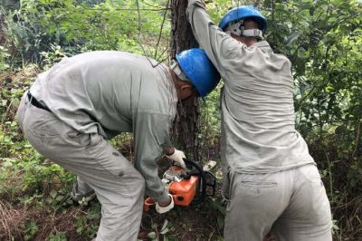 林木尖尖角，為何要砍掉？