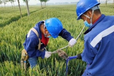 戰(zhàn)疫情 保供電#風吹麥成浪，田間施工忙，周末不打烊，供電有保障