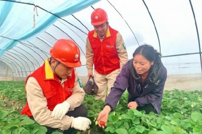 對草莓大棚用電線路、排灌設(shè)備進(jìn)行檢查維護(hù)